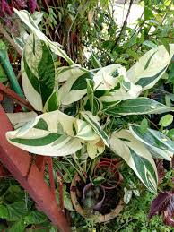 Image result for Maranta arundinacea