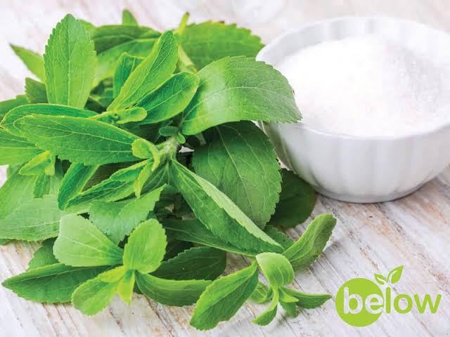 استویا چیست؟ ✔️ خواص و ضرر های گیاه شیرین برگ ☀️ روش استفاده