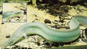 However, the america eel is not an anadromous species. How Eels Navigate To The Sargasso Sea Everyone