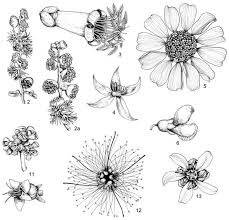 Art By Alice Tangerini Dominant Desert Perennial Plants Botanical Illustration Botanical Art Botany