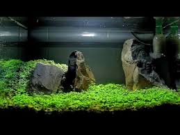 Check spelling or type a new query. Carpet Seeds Aquascape Setup Youtube Aquascape Aquaponics Aquarium Aquascape Aquarium