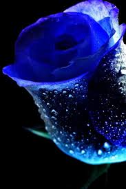 Blue Passion Dark Blue Flowers Blue Flower Wallpaper Blue Flowers Images