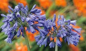 How To Grow Agapanthus From Seed Agapanthus Growing Seeds Propagating Plants