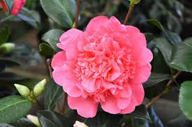Camellia X Williamsii Anticipation Camellia Flowers Pink Flowers
