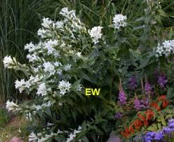 Image result for Gentiana asclepiadea alba