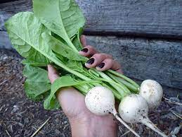 White Hailstone Radishes Garden Betty