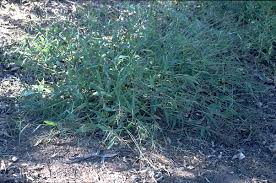 Image result for Urochloa oligotricha