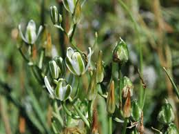Image result for Albuca sp. no. 1