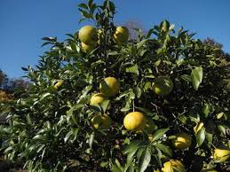 Image result for Rutaceae