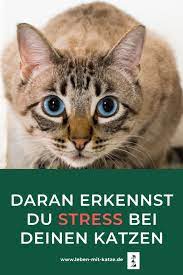ist deine katze gestresst in 2020