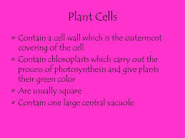 We did not find results for: Cell Organelles Caylan Bybee Ppt Download