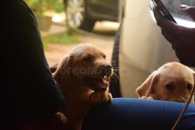 Free for commercial use no attribution required high quality images. 186 Labrador Pups Photos Free Royalty Free Stock Photos From Dreamstime