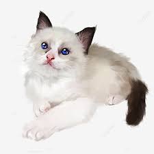 Persia himalayan ini mempunyai bulu berwarna hitam dan hanya ada pada bagian telinga, hidung, ujung kaki dan ekor. Gambar Lukisan Tangan Kecil Yang Lucu Putih Kucing Kucing Parsi Unsur Unsur Haiwan Cantik Kucing Domestik Png Dan Psd Untuk Muat Turun Percuma