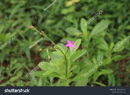 Image result for Amaranthaceae