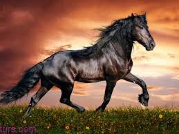 صور خيول عربية 2020 اجمل فرس حصان اصيل خيول عربية اصيلة صور ومواضيع