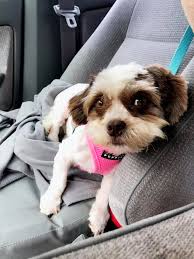 Lost Wheaton Terrier in Nantucket Collar