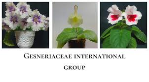 Image result for Gesneriaceae