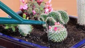 Como norma general, la mayoría de los cactus del desierto prefieren una exposición soleada. Tienda De Cactus Y Suculentas Online Cactusworld Club