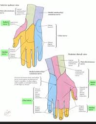 Otd 670 Competencies Weeks 1 7 Flashcards Quizlet