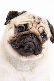 Cute Pet Dog Pug Breed Smile With Happiness Feeling So Funny And Making Serious Face Isolated On White Background Purebred Pug Dog Heal Baby Pugs Pugs Pug Dog