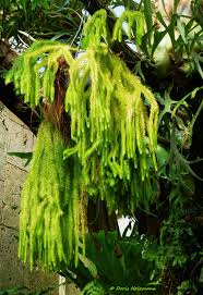 Image result for Diospyros squarrosa