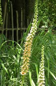 Check spelling or type a new query. Growing Foxglove Mdash Planting Caring For Digitalis Flowers Garden Design