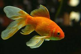 Maybe you would like to learn more about one of these? Keren Ini 7 Hewan Yang Terkenal Dengan Warna Oranye Indah Di Tubuhnya