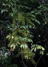 Image result for Astropanax