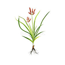 Image result for Cyperus rotundus