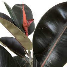 It is especially effective at removing formaldehyde from indoor air! Ficus Elastica Burgundy Syn Ficus Elastica Black Prince Rubber Tree Burgundy In Gardentags Plant Encyclopedia