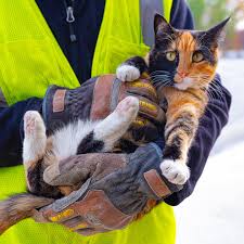 On National Love Your Pet Day, we would like for you to meet Merle, the  Rockville “Shop Cat”. She has been with us for over 5 years and we look  forward to