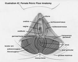 Nowadays obstetric suitability of the female pelvis is assessed by ultrasound. Gynecological Anatomy The National Vulvodynia Association