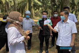 The ministry of plantation industries and commodities (malay: Govt To Focus On Selling Palm Oil To East And West Asian Countries Says Deputy Minister Maju Saham