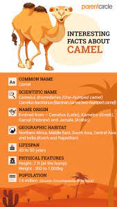 The average lifespan of a cat is about 15 years, so they often outlive most of our pet dogs.﻿﻿ a teenage cat, or even one in their twenties, is not uncommon to see. Pin On Animal Facts For Kids