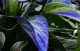 Top 15 Most Beautiful Anthurium Flowers Anthurium Flower Anthurium Plant Anthurium