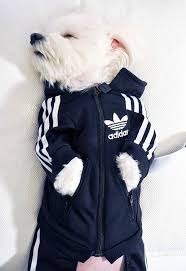 Bu Tarz Benim E Katilsa Tum Juriden Tarzsin Yaniti Alacak 23 Cok Minnos Kopek Trajes Para Perros Ropa Para Perros Mascotas