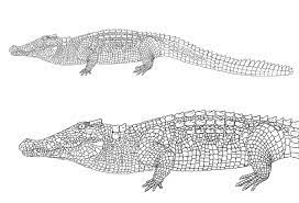 How To Draw Crocodile Alligator Scales Pattern 10 | Crocodiles, Animal  Drawings, Caiman