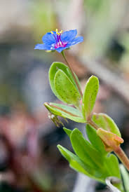 Image result for Lysimachia arvensis