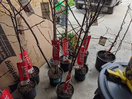Strolling around an outdoor market recently, i came across the stunning mexican fence post cactus. Apple Tree Belgian Fence Espalier In The Works April 2020
