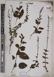 Image result for Orthosiphon thymiflorus