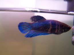 How To Tell If Your Female Betta Is Ready Betta Female Fish Pet