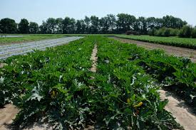 Will zucchini grow in black plastic mulch. Yellow And Green Zucchini Varieties For The Local Market Purdue University Vegetable Crops Hotline