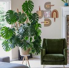 Use a chunky soil mix for your monstera deliciosa by adding perlite, peat moss, coconut husk, and orchid bark to have an airy substrate that retains water well. How To Care For A Monstera Deliciosa That Planty Life