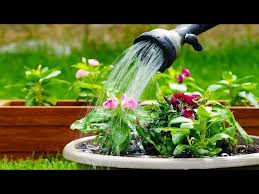 Cicek Ve Sebzeler Nasil Ne Zaman Sulanir Puf Noktalar Youtube