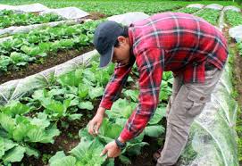 It has been implemented under an array of different in ipm, pesticides are used at the smallest effective dose when other methods of pest control have failed. How To Use Integrated Pest Management Ipm For Home Gardens Planet Natural