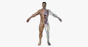 Medically reviewed by the healthline medical network — written by the healthline editorial team on january 20, 2018. Human Male Full Body Anatomy 3d Cgtrader