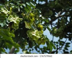 Image result for Pterocarpus indicus