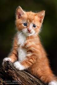 افتكاسات صور قطط خطيرة جميلة شقية kittens cutest cute cats cute cats and kittens