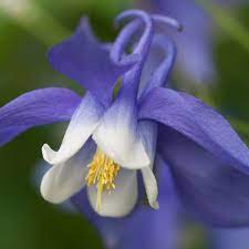 Aquilegia Purple Flowers Wonderful Flowers Flowers