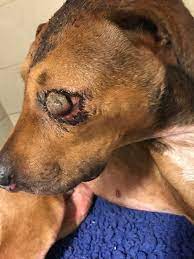 Injured dog “Bruce” fighting for his life after having eye removed –  cumbriacrack.com